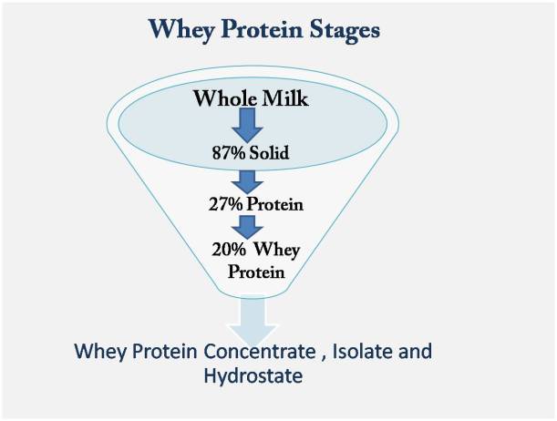 different Stages of Whey Protein 2