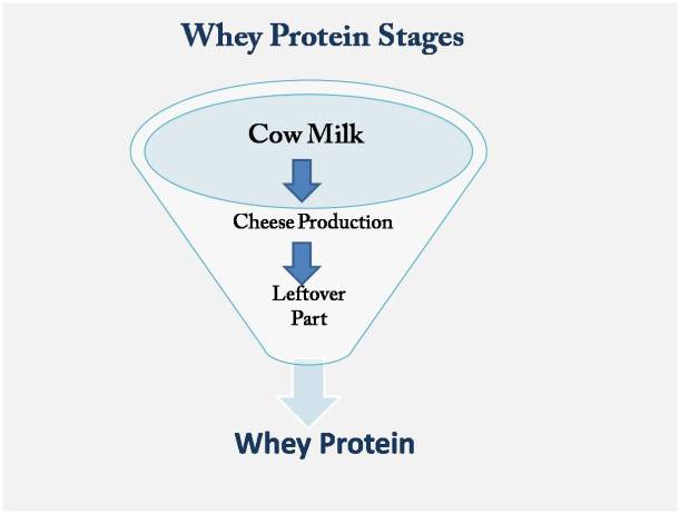 Different Stages of Whey Protein